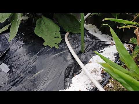 [Insect repellent] Slaked lime is extremely effective at repelling slugs
