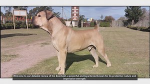 Boerboel Breed Review: The Ultimate Protector and Family Companion