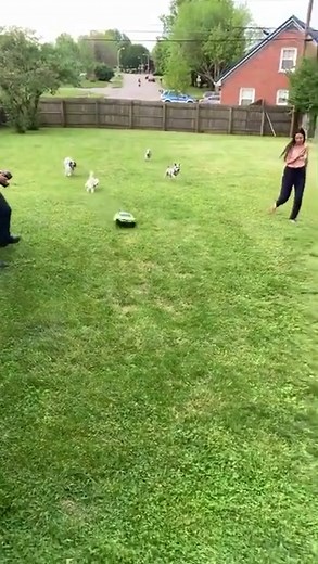 RC vs Dogs: Remote Control Car Chase Race in the Backyard