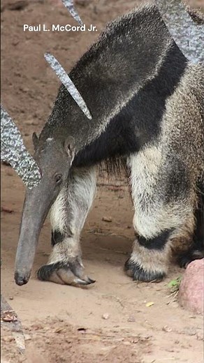 Giant Anteater | Species Fact Card