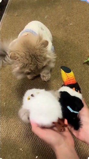▶️ How to encourage hunting instincts in cats safely ( # 2743 ) Chirping Bird Interactive Cat Toy