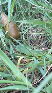 7.7K views · 69 reactions | Deep in my banana slug era..Banana slugs...