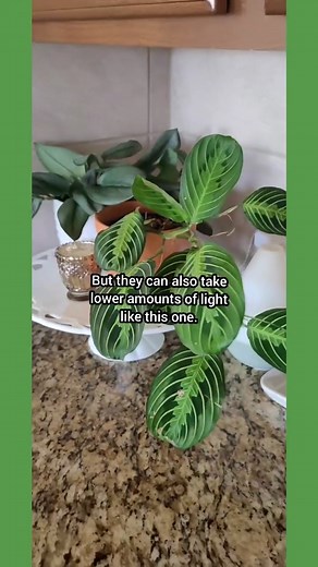 Tips for Maranta Care | India Gardening