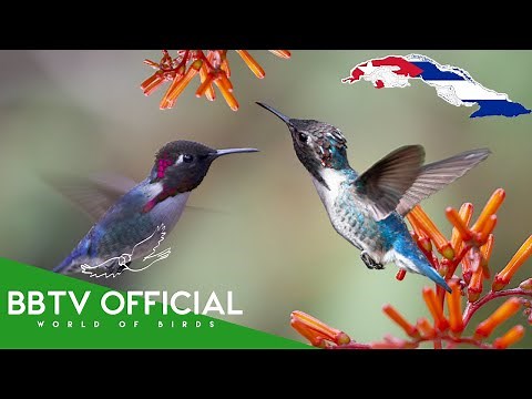 Birds Of Cuba | Most Beautiful Birds Found in Cuba You've Never Seen | BBTV Official