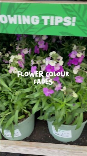 Every garden needs Erysimum #beginnergardener #gardening #cottagegarden