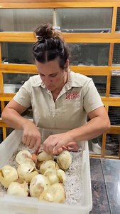 93K views · 4.8K reactions | These little babies ☺️ may steal your heart, but they pack a punch! 壘 Don’t be fooled  They’re all different when they hatch. Some are ready to go  and some wanna stay in the egg a littttle bit longer  | The Reptile Zoo | Facebook