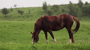 Horse, Pasture, Mammal. Free Stock Video
