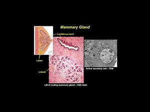 Histologie - Épithélium Et Glandes Exocrines