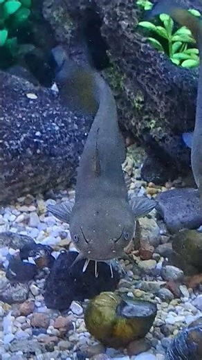 pet Bullhead Catfish #catfish #foryou #fyp #fyp #fypシ #funny #viralvideo #viralshorts