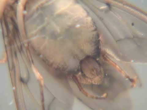 Tsetse flies mating behavior Glossina brevipalpis