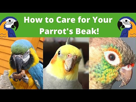 How to Care for Your Parrot's Beak! | Tips & Tricks | BirdNerdSophie