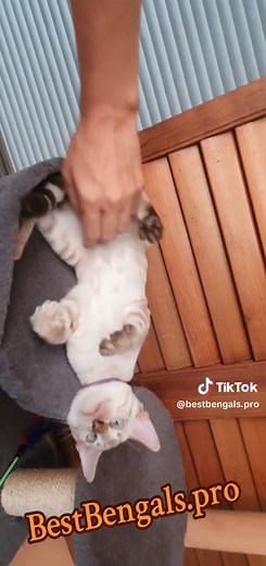 Snow Lynx Bengal kitten#bestbengals #bengal #bengals #bengalworld #bengal_cats #bengalcat #bengalsofig #bestkitten #bestkittens #kitten #kittens #cat #cats #catsofworld #catslover #catsofinsta #pet #pets #petsofig #ilovemybengal #nsw #sydney #qld #australia #brisbane #goldcoast #cattherapy #bengaltherapy