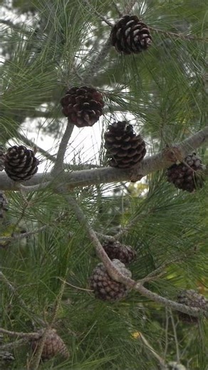 Photos I took on the Nikon coolpix p100