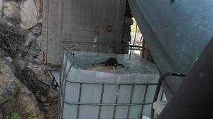 Religious Hasidic Jew Man Immersing Mikveh Stock Footage Video (100% Royalty-free) 3491919589 | Shutterstock