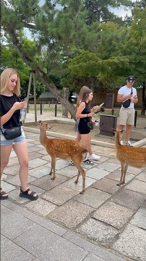 奈良公園の可愛い鹿たちと過ごす癒しの時間 ❤️🇯🇵