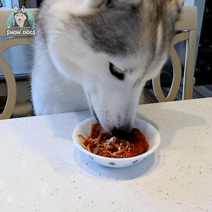 How to Make Spaghetti for Dogs! 🍝🐾 | DIY Dog Treat Recipe | Gone to the Snow Dogs