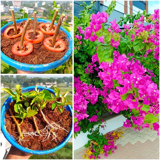 31K views · 160 reactions | Stem to plant method for growing bougainvillea plant | 100% success method | Dian Creative | Facebook