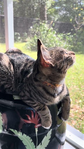 #axandsmash #ax #cat