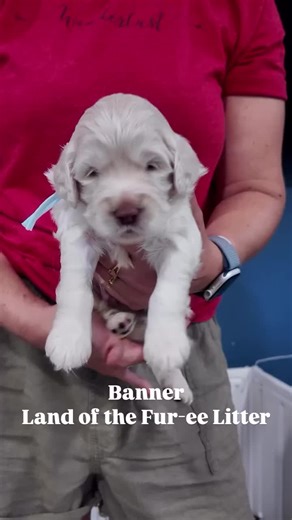 Robyns Nest Mini Goldens on TikTok