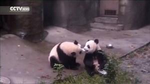 The cutest panda “kiss” you will ever see! These two giant pandas have been spending quality time cuddling together. Take a look at the moment they licked milk from each other’s mouth--it looks like they’re kissing! Check out the sweet scene! | CGTN