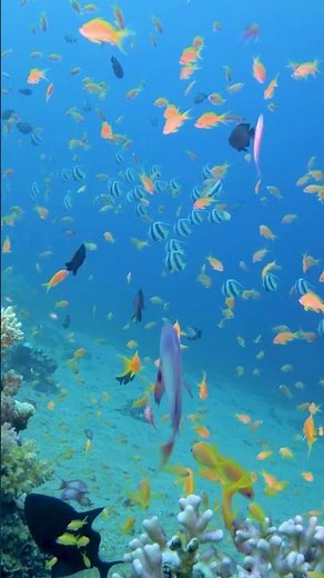 Colorful Fish Swimming Underwater | Ocean Life Shorts
