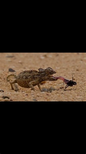 Chameleon vs Gecko The Ultimate Showdown #animals