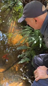 1.5K reactions · 60 shares | The red crayfish in the Blue Mountains is a vibrant color morph of the Sydney Spiny Crayfish (Euastacus spinifer) known as the “Lithgow Red” #crayfish #lobsters #rocklobster #redlobster #bluemountains #hikingadventures #bushwalking | Find My Australia | Facebook