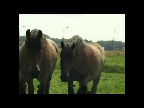 Belgian Draft Horses: breeding farm d'Elewijt, of the De Greeff family.