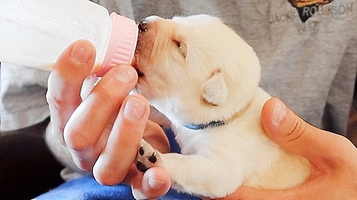 Bottle-Feeding The Smallest Labrador Puppies!! | Life With Labradors