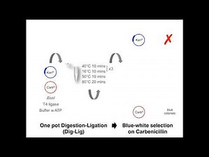 Golden Gate Cloning # 2: How the one pot, one step reaction works