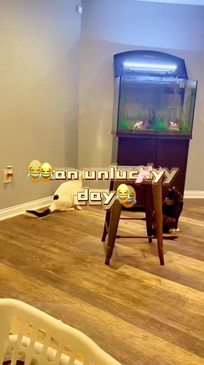 #top #toptiktok #pets #cute #top10 #tiktok上热门 Will this one day be all right?😂