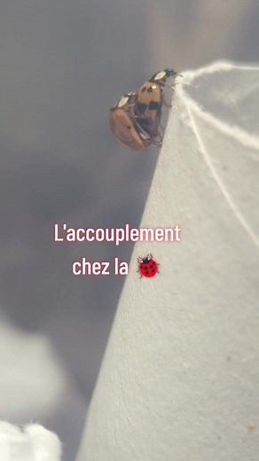 L'accouplement dure de 20 minutes à 2 heures. #accouplement #coccinelles #accouplementcoccinelle #fyp #coccinelle #reproductioncoccinelle #coupling #ladybug #ladybugcoupling