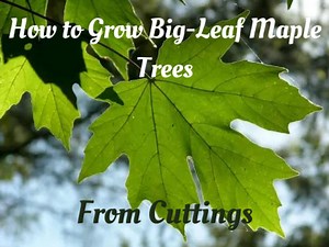 How to Grow Big-Leaf Maple Trees From Cuttings