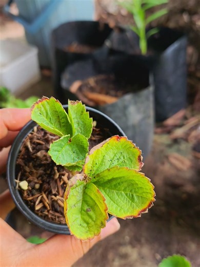 มาอวดไหลที่สวยและไม่สวยคะ🍀🍓#ปลูกสตอเบอรี่ #ปลูกสตอเบอรี่กินเอง #สตอเบอรี่ #สตอเบอรี่สายพันธุ์อิสราเอล