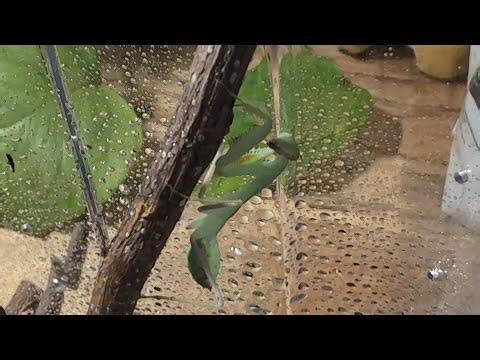 #mantis Monty, #aquarium