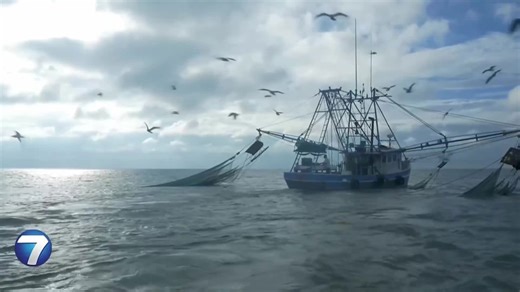 Future of shellfish becomes murky as ocean becomes more acidic