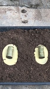 979K views · 10K reactions | Extracting Adenium flowers with potato tubers Breeding Adenium.#growing #planting #flowerplant #anthurium #plantingroots #roses | PedroGardening | Facebook