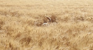 What Your Dog's Tail Is Trying To Tell You