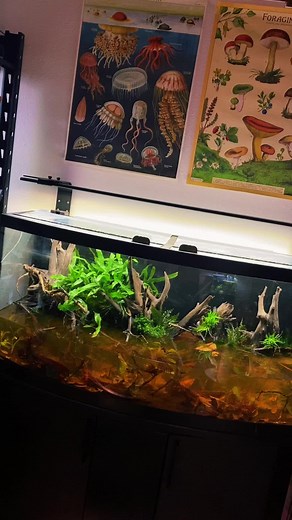 Mini Ecosystem in My House - Betta Fish Paludarium