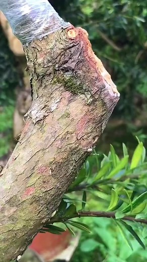 12K views · 178 reactions | Podocarpus plants branch Bark-Grafting #foryou #fyp #grafting #graftingtechniques #graftingplant | Grafting&Planting | Facebook