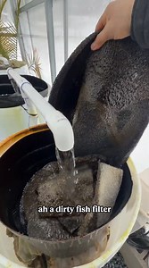 What Happens With A Dirty Fish Filter Aquarium Maintenance Check