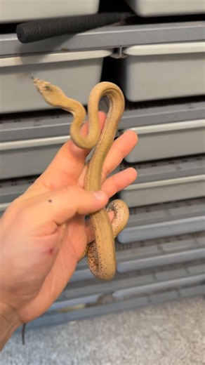 Liasis dunni (Dunn’s Python), still one of the rarest pythons in the hobby. I’ve been so busy with work that I haven’t had much time to share them, so I’ll actually have a couple pairs at the @pacnwrs expo at Hillsboro this weekend. Make sure to come check them out in person, or shoot me a message if you want to chat before they make it to the public! | Big Borg Reptiles