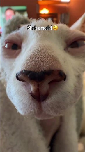 Chicken the Sphynx cat is a model 😩💗😻 #sphynxcat