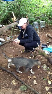 826K views · 10K reactions | I was asked to look back on old video clips today for something and took an amazing trip down memory lane! I got to rewatch all my FIRSTS with my first Ferals LOVES of my life Mr T Brady, Bill and Pliny- from the forest to the beach ❤️ Man do I love me some Mr T & Pinecone and miss them so much! Julie give the boys a big kiss from their Forest Mommy ❤️ | Leo, Bowie, Ginger & Big Brother Jager | Facebook