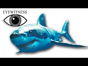 EYEWITNESS - Shark - S1E12