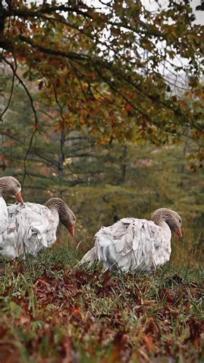 15 reactions | Out for a fall stroll  #geese #sebastopolgeese #waterfowl #farm #farmlife | Feather Branch Farm | Facebook