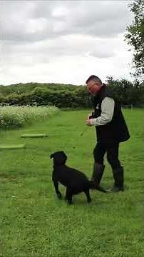 Training a Hyper Dog: Tips for Calming Energetic Labrador