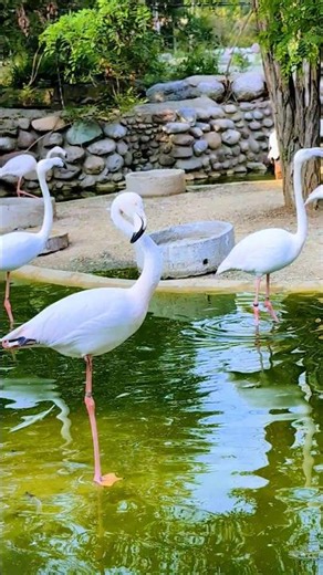 Flamingos by the Water with Their Natural Calls 🌿🦩