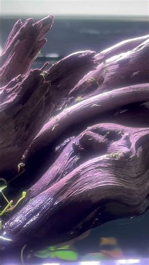 I Failed Growing Java Moss 😢