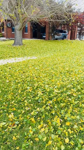 1.5K views · 57 reactions | Our beautiful ginkgo tree has officially...